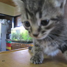 子猫の里親募集①