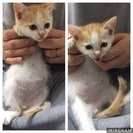 【再掲載】子猫の里親さん探してます。
