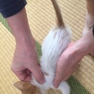 【再掲載】子猫の里親さん探してます。 - 豊明市