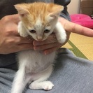 【再掲載】子猫の里親さん探してます。 - 猫