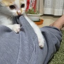 【再掲載】子猫の里親さん探してます。 - 里親募集