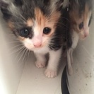 子猫です。