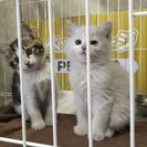 かわいい子猫を保護しています。