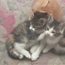 【里親決定しました】子猫3匹の里親さん募集