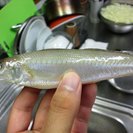 投網一緒にやってくれる方、釣り仲間募集