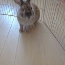 1歳1ヶ月のうさぎがいます！