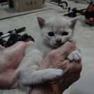 子猫、もらってください。　ありがとうございます。　里親見つかりました。