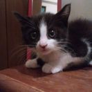 子猫の里親募集中