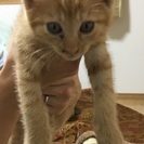 きちんと可愛がって頂ける方。すぐにお引き取り頂ける方。