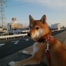 里親になっていただける方を探しています。