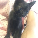 黒ちゃんです。 - 猫