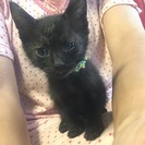 黒ちゃんです。