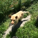 外で番犬として飼っています！