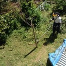 剪定作業による、掃除作業員募集