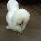 烏骨鶏メス；譲渡検討中