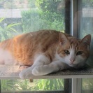猫が飼えるシェアハウスです