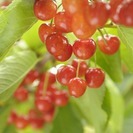 ７月から８月までの短期間のアルバイトです。の画像