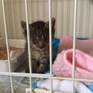 生後1ヶ月の保護猫です
