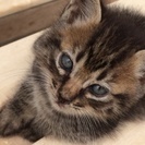 生後一ヶ月の仔猫ちゃん 里親募集