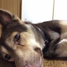 一軒家の方 ハスキー混じりの中型犬