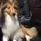 シェルティーオスです。 - 犬