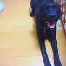 里親さんが決まりました。