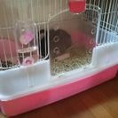 うさぎのメスをどなたか貰ってください。