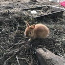 子うさぎ