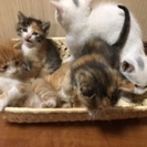 里親募集します
