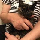 おっとりしたサビ猫ちゃん 