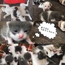 保護した猫がママでした。至急！どなたか助けてください！