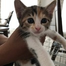 綺麗な三毛猫ちゃん