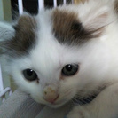 生後1か月から1か月半 - 猫