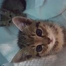 ☆迷い子猫　２匹　保護中☆