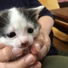 子猫