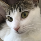 トライアル決まりました☆小柄なとびキジ猫の女の子♡なでなで大好き！