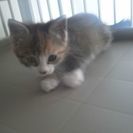 可愛い三毛猫の赤ちゃんの里親募集！