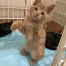 性格の良い茶トラくん