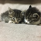 子猫可愛がってくれる人