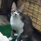 【里親決定】ビビリなジャニーズ系　太郎君 - 猫
