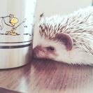 ハリネズミや動物好き♪