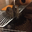 デグー 生後1ヶ月  ♂♀ - 市川市