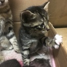 お願いします！！！子猫及び猫の里親募集致します。