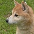 柴犬　５才　女の子　血統書付き