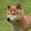 柴犬　６才　女の子　血統書付き