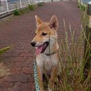 柴犬の男の子　
