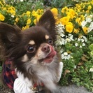 チワワ友達募集中です。一緒に遊びませんか？