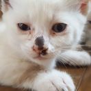 すぐお渡し可能の白猫ちゃんです！
