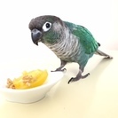 【迷子】埼玉県草加市でウロコインコが迷子になりました