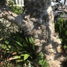 この木なんの木ですか？